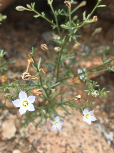 Dayia glutinosa (Dayia glutinosa)