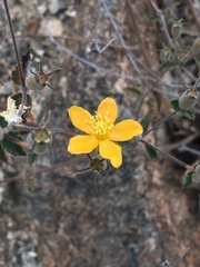 Mentzelia scabra