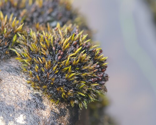 Schistidium agassizii observed 2025-08-25