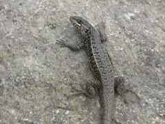 Liolaemus curicensis