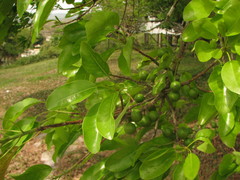 Sideroxylon foetidissimum