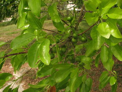 Sideroxylon foetidissimum