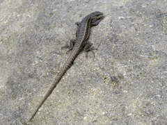 Liolaemus curicensis