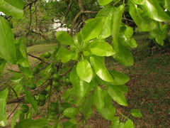 Sideroxylon foetidissimum