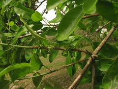 Sideroxylon foetidissimum