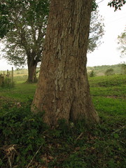 Sideroxylon foetidissimum