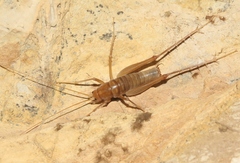 Ceuthophilus chiricahuae