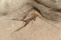 Ceuthophilus chiricahuae