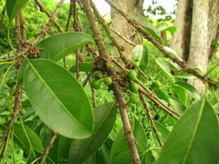 Sideroxylon foetidissimum