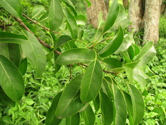 Sideroxylon foetidissimum