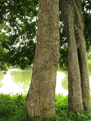 Sideroxylon foetidissimum