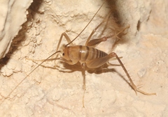 Ceuthophilus chiricahuae