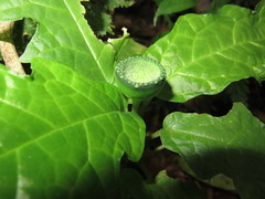 Dorstenia choconiana