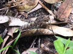 Xyleus discoideus mexicanus