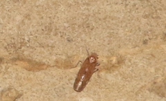 Juniperthia