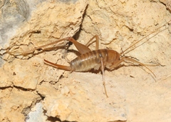 Ceuthophilus chiricahuae