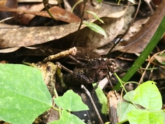 Xyleus discoideus mexicanus