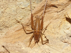 Ceuthophilus chiricahuae