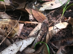 Xyleus discoideus mexicanus