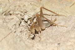 Ceuthophilus chiricahuae