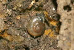 Helicoidei