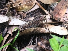 Xyleus discoideus mexicanus