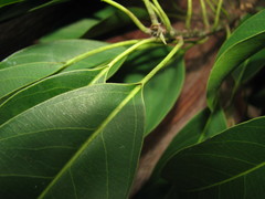 Sideroxylon foetidissimum