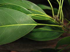 Sideroxylon foetidissimum