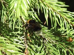 Bombus