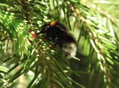 Bombus