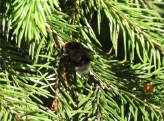Bombus