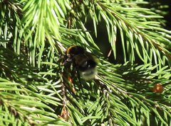 Bombus
