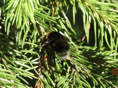 Bombus