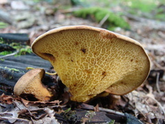 Boletinellus