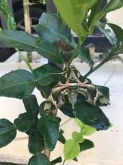 Daphnis nerii