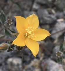 Mentzelia scabra