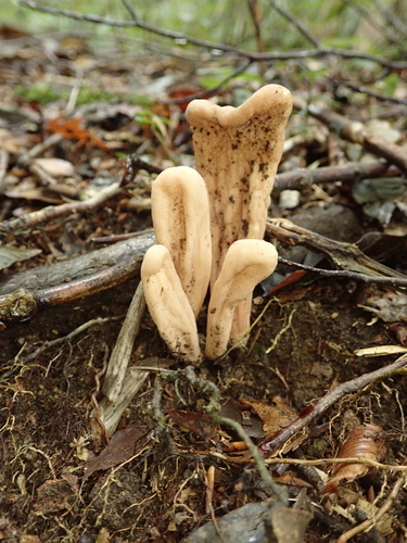 Clavariadelphus pistillaris