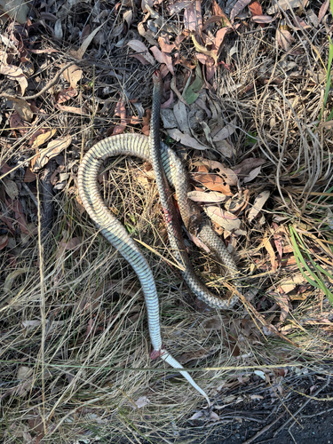 Eastern Brown Snake sighting