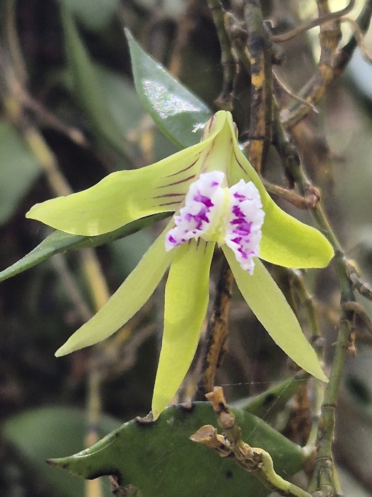 Dagger Orchid