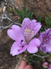 Alstroemeria violacea