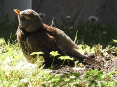 Turdus pilaris