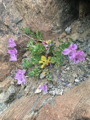 Alstroemeria violacea