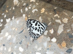 Castalius rosimon