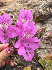 Alstroemeria violacea