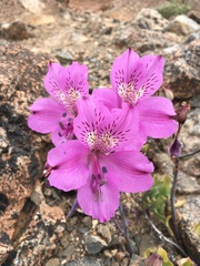 Alstroemeria violacea