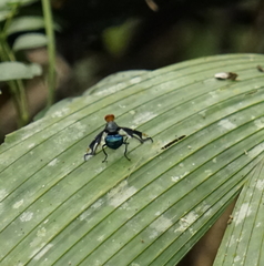 Loxoneura