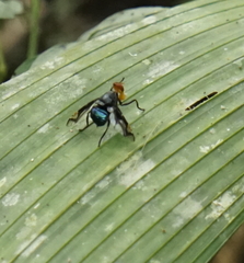Loxoneura