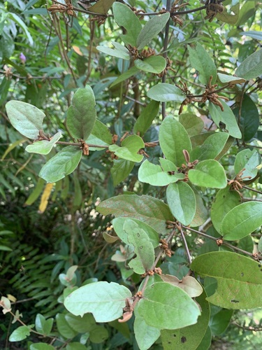 Scurrula ferruginea observed 2025-10-05