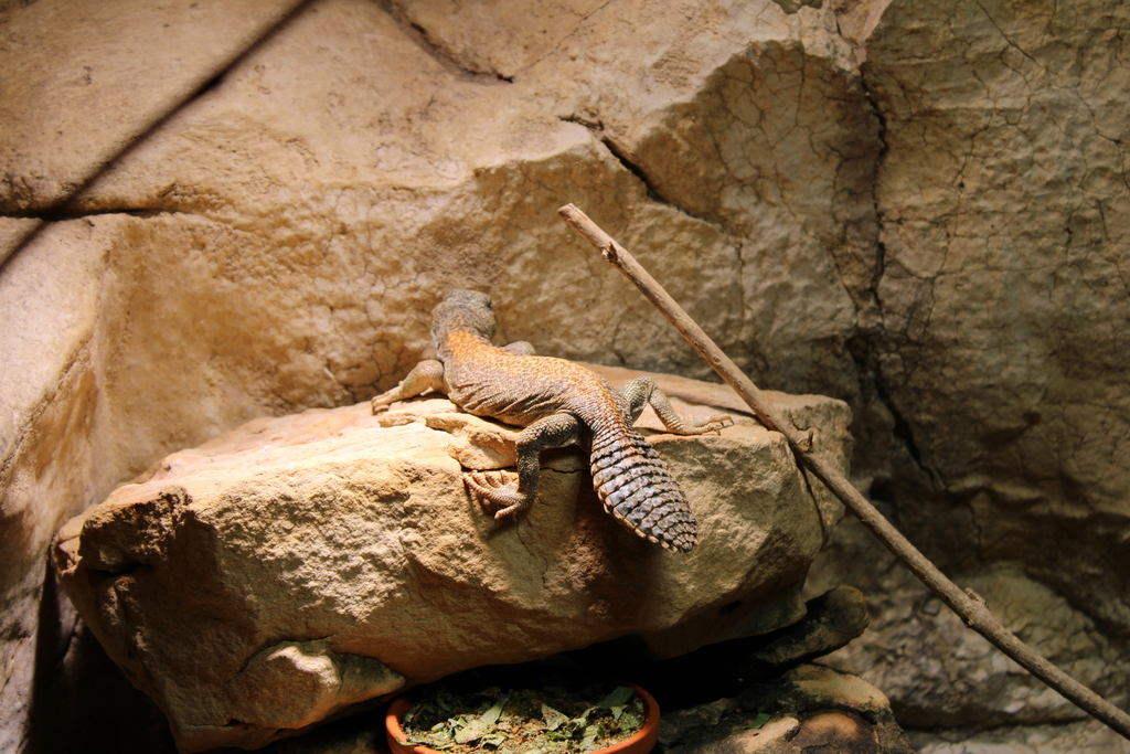 Omani Spiny-tailed Lizard in July 2025 by saraalien1. As usual, if you ...