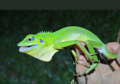 Bronchocela cristatella